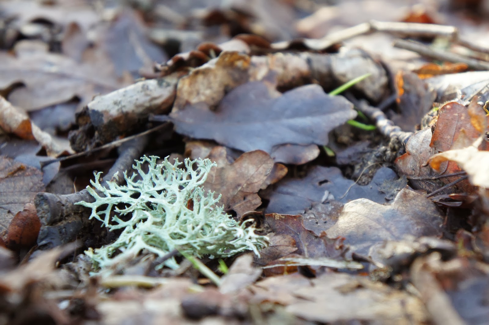 Forage Sussex OAK MOSS what’s not to Lichen!