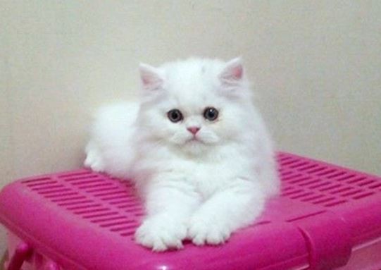 Kucing Persia Hewan Peliharaan Populer Yang Bikin Gemes