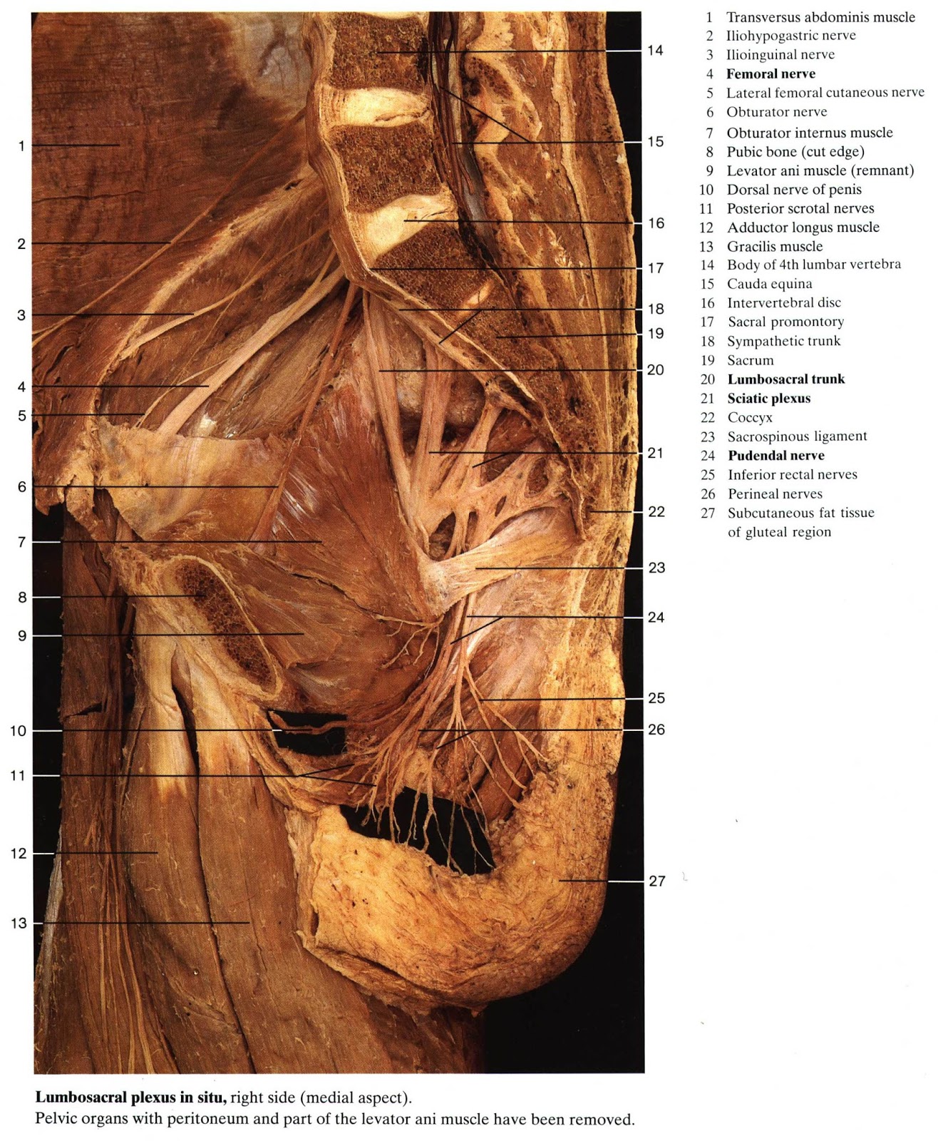 PERPUS: Color Atlas of Anatomy | Rohen, Yokochi