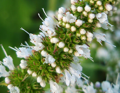 Mentastro (Mentha rotundifolia)de flor blanca