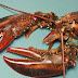Tips to Choose Live Lobster Supplier Wholesale