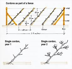 TRAINING FRUIT TREES