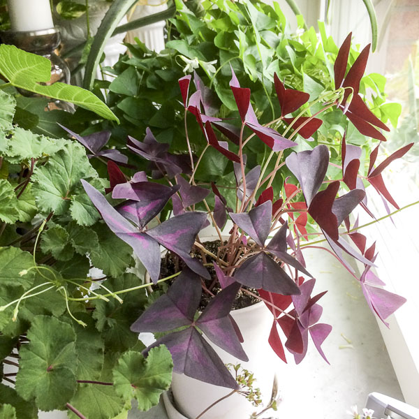 oxalis, röd oxalis, oxalis triangularis oxalis, röd oxalis, oxalis triangularis