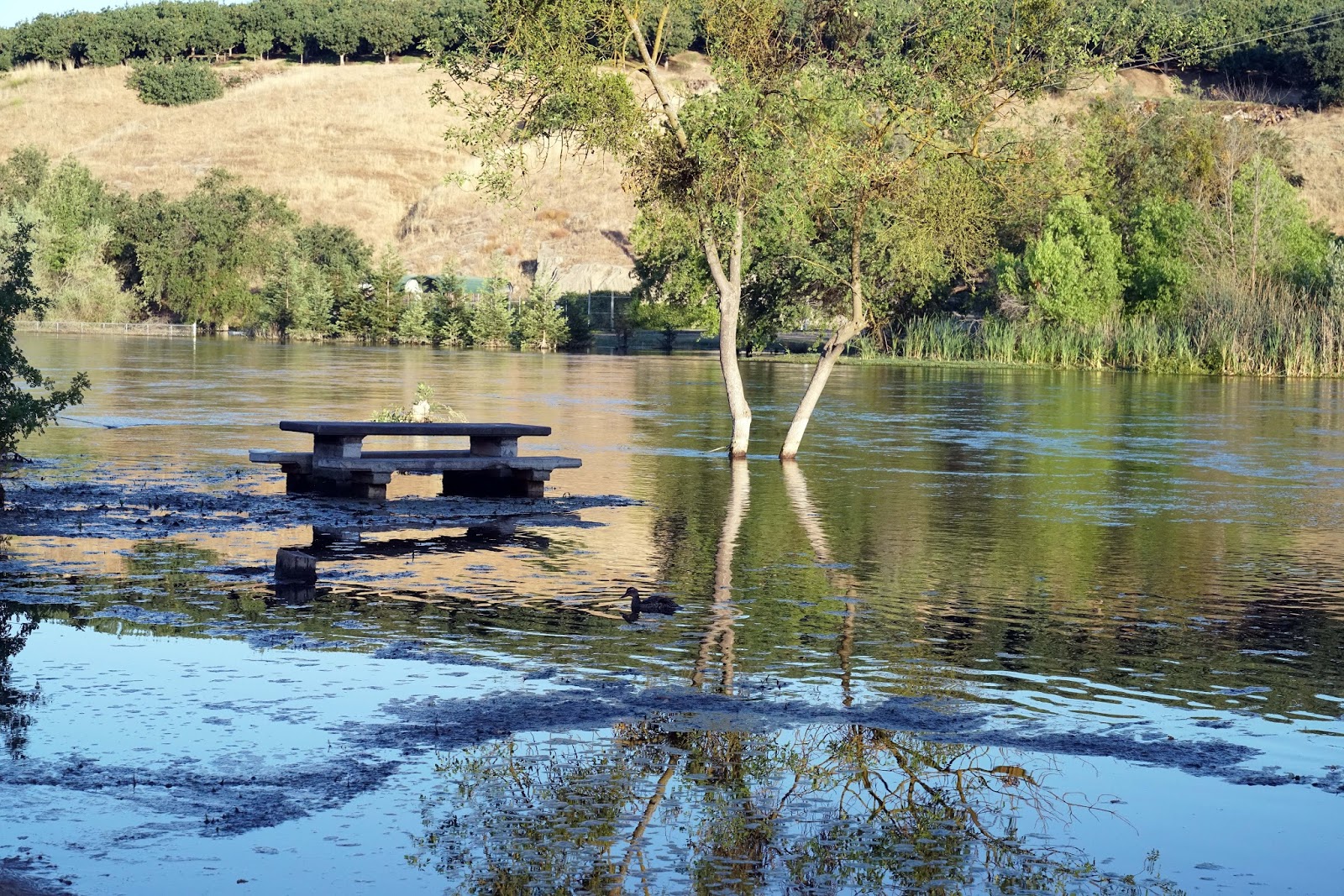 Mid Sierra Musings Lost Lake Park 2017 Friant California