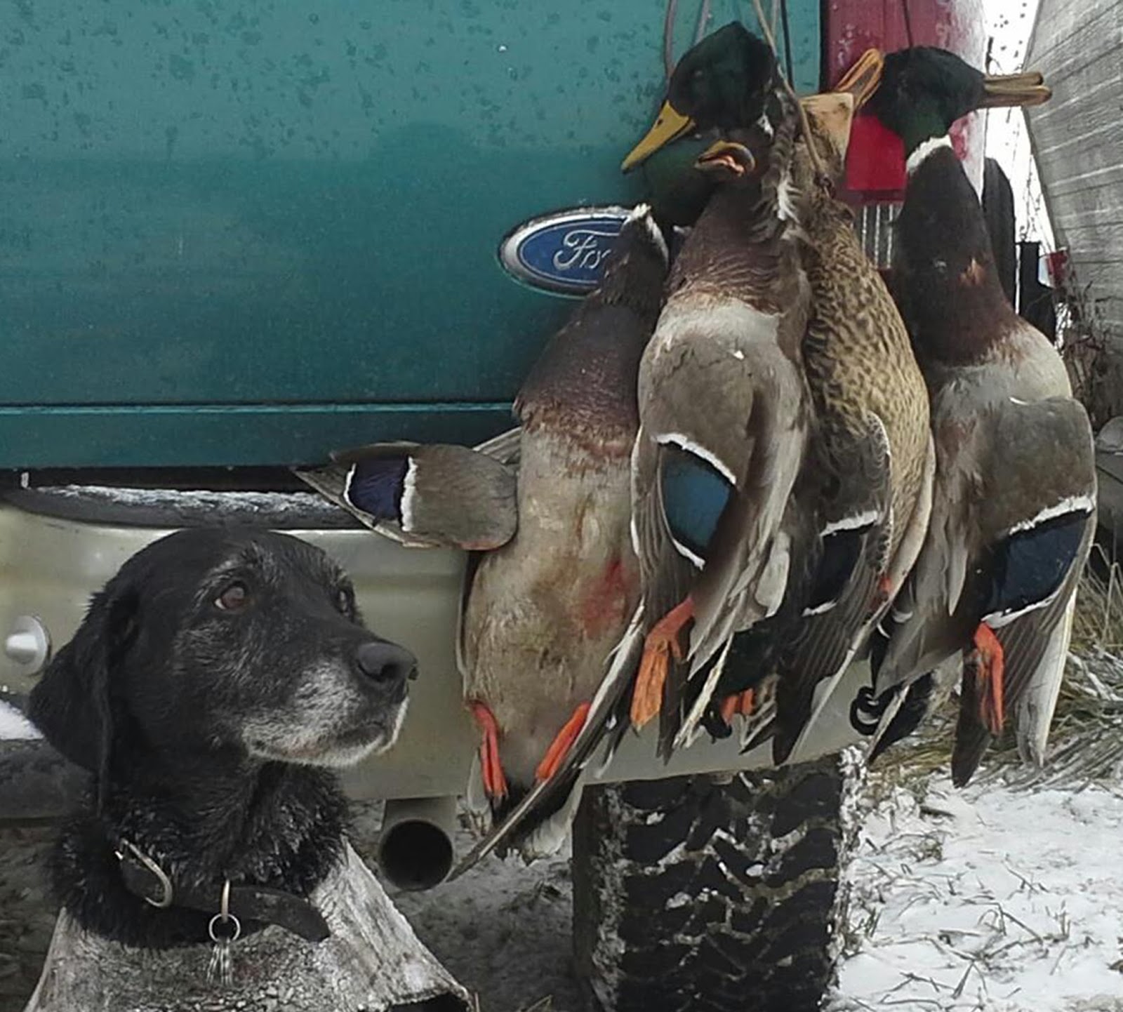 Duck Hunting Dog Breeds Dog Training Home Dog Types