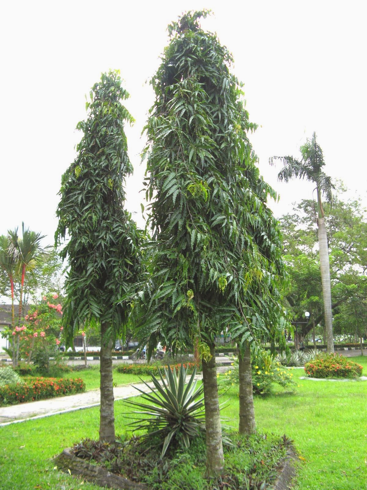 Menjual Pohon glodokan tiang murah | glodokan tiang | Tukang Taman