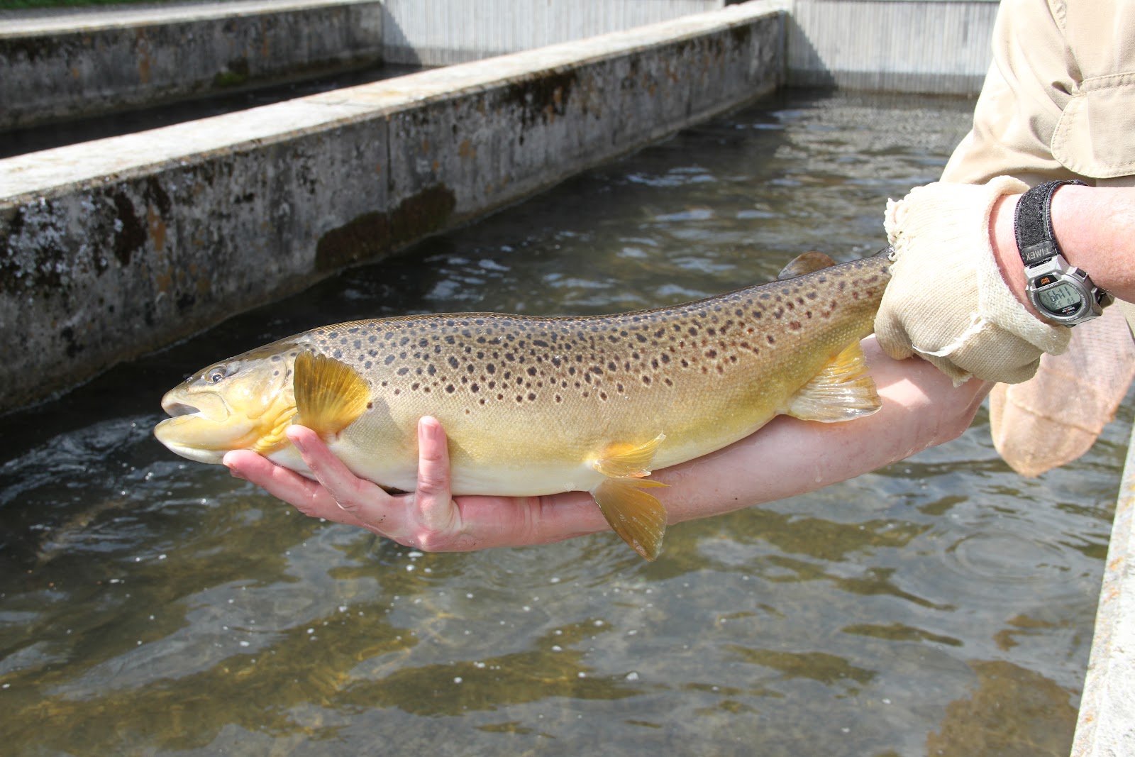 John Carlin's Virginia Paint Bank Trout Hatchery