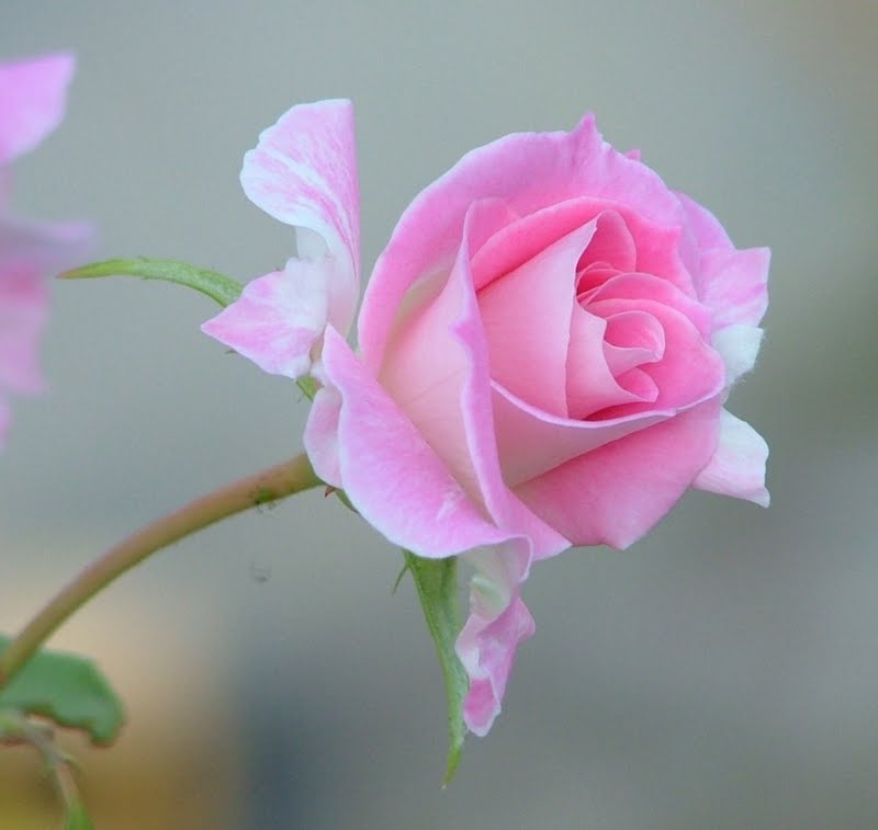 Decent Image Scraps Beautiful Rose