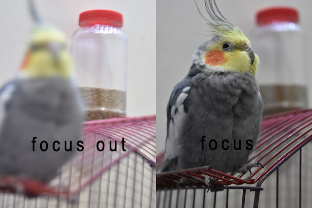 طريقه عمل تركيز focus بكاميرا الهاتف