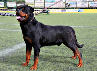 rotty-420x310