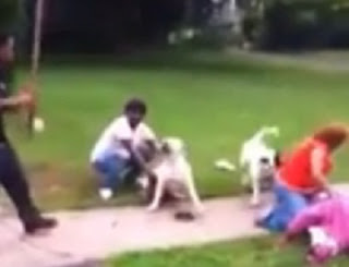 perros pitbull blancos atacando a una mujer