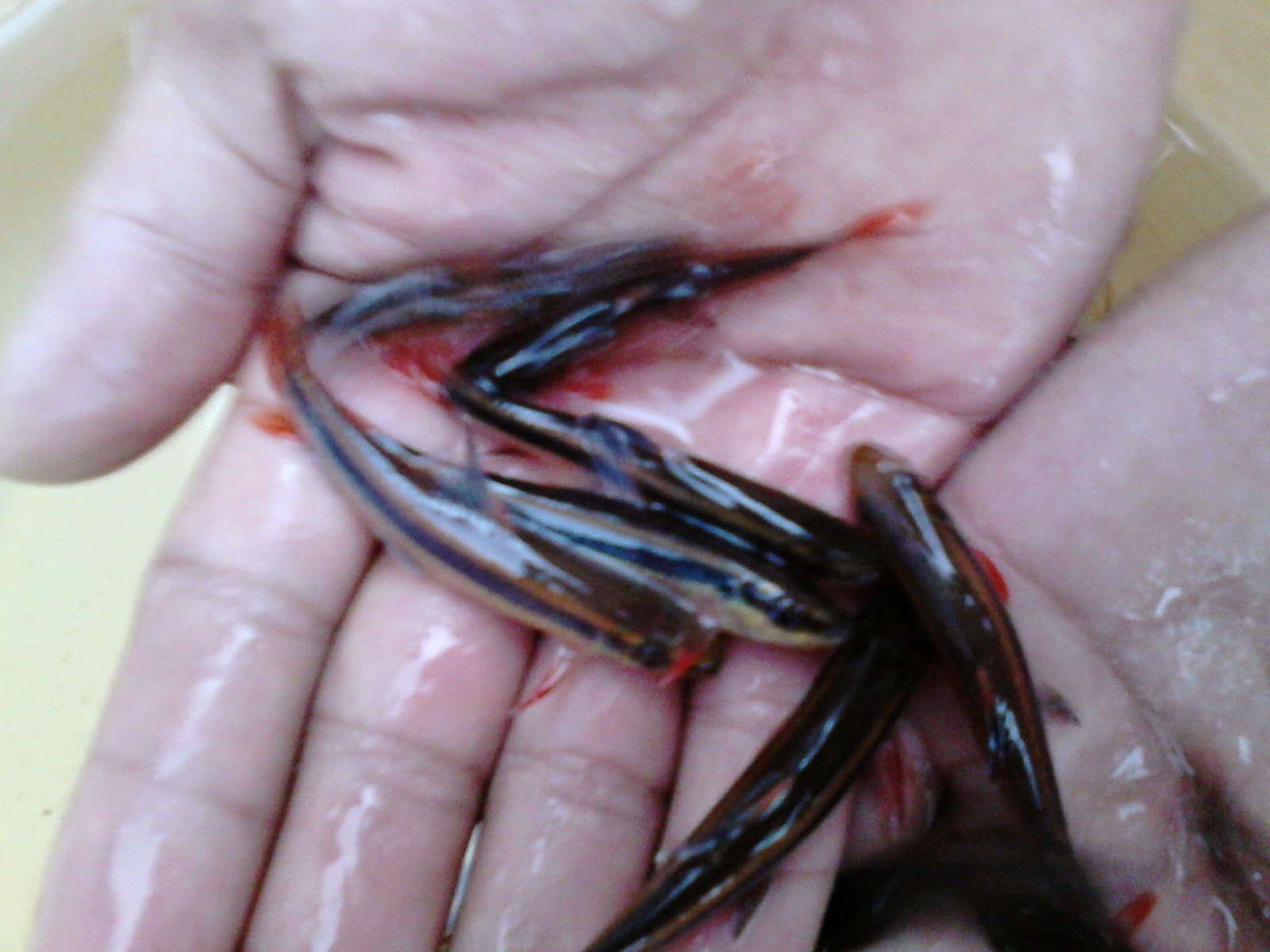 CV Kalimantan Fish Aquarium Flying Fox Fish Epalzeorhynchos Kalopterus cv-kalimantan-fish-aquarium-flying-fox-fish-epalzeorhynchos-kalopterus