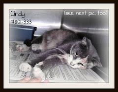 9/11/11 Cindy the Cat is a Love Bug and Good with Dogs. She needs a home.