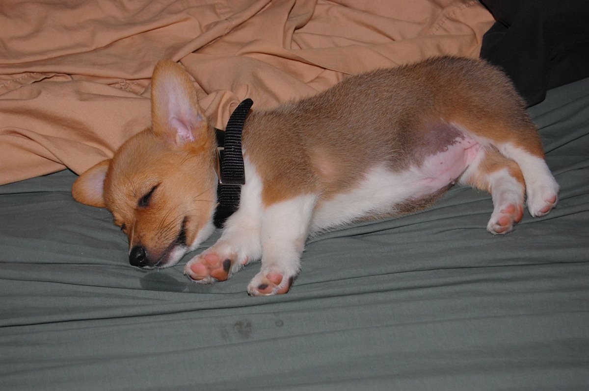 32 Cute sleeping puppies (32 pics) Amazing Creatures