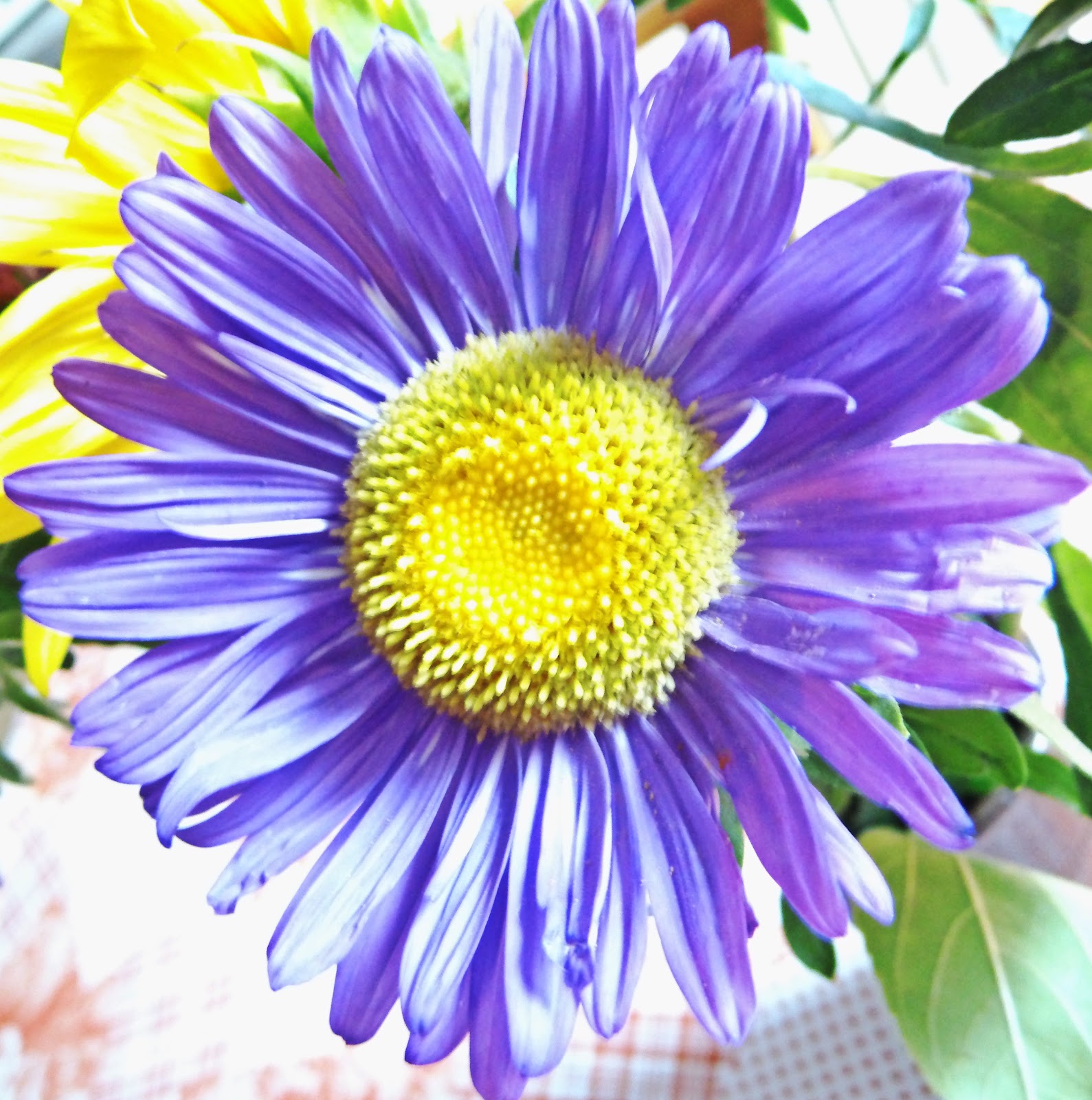 Schatten Blumen im August