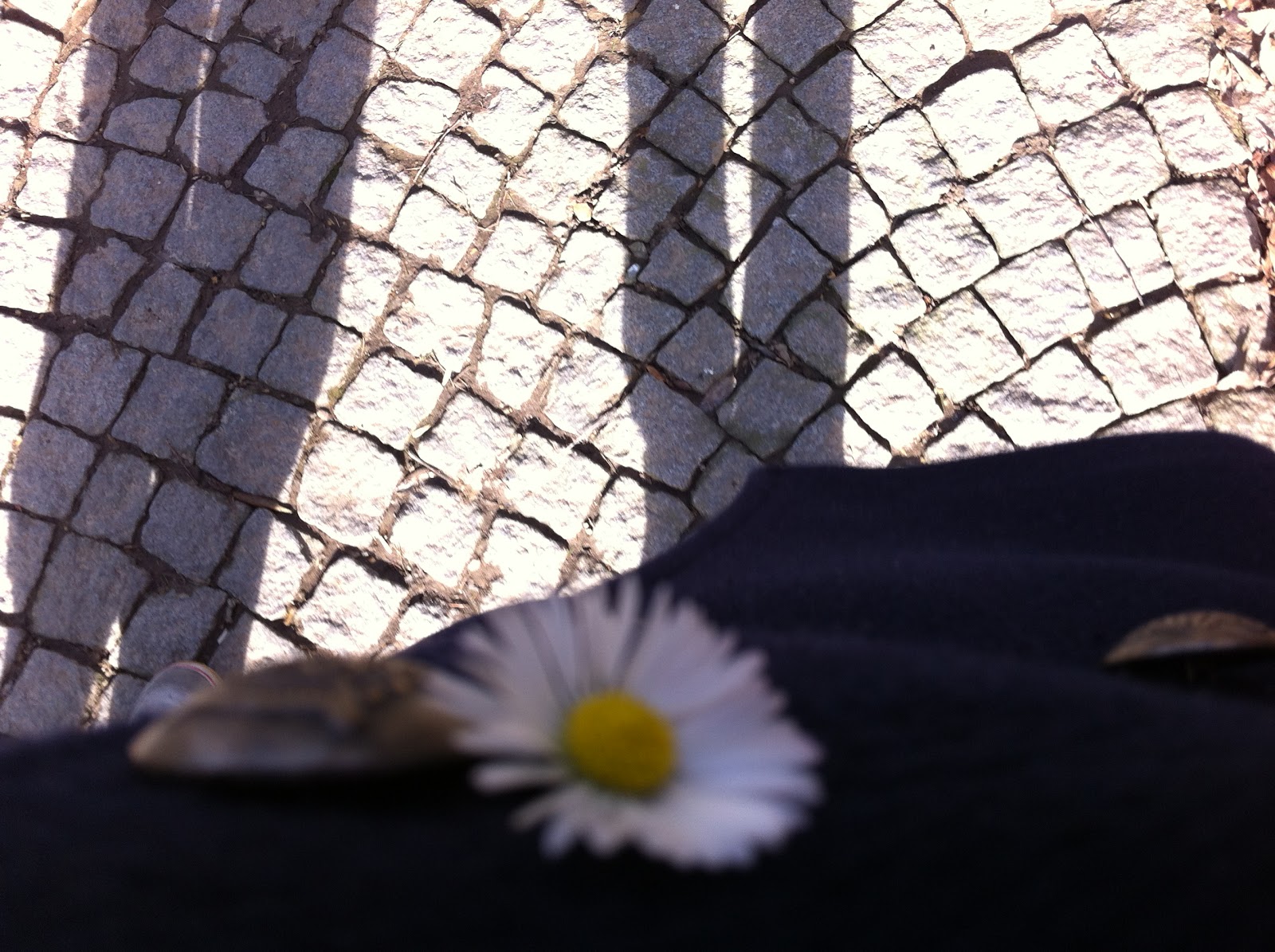 Çilek Seven Papağan Bugün Ne Yaptım 3 (Gülhane Gezisi)