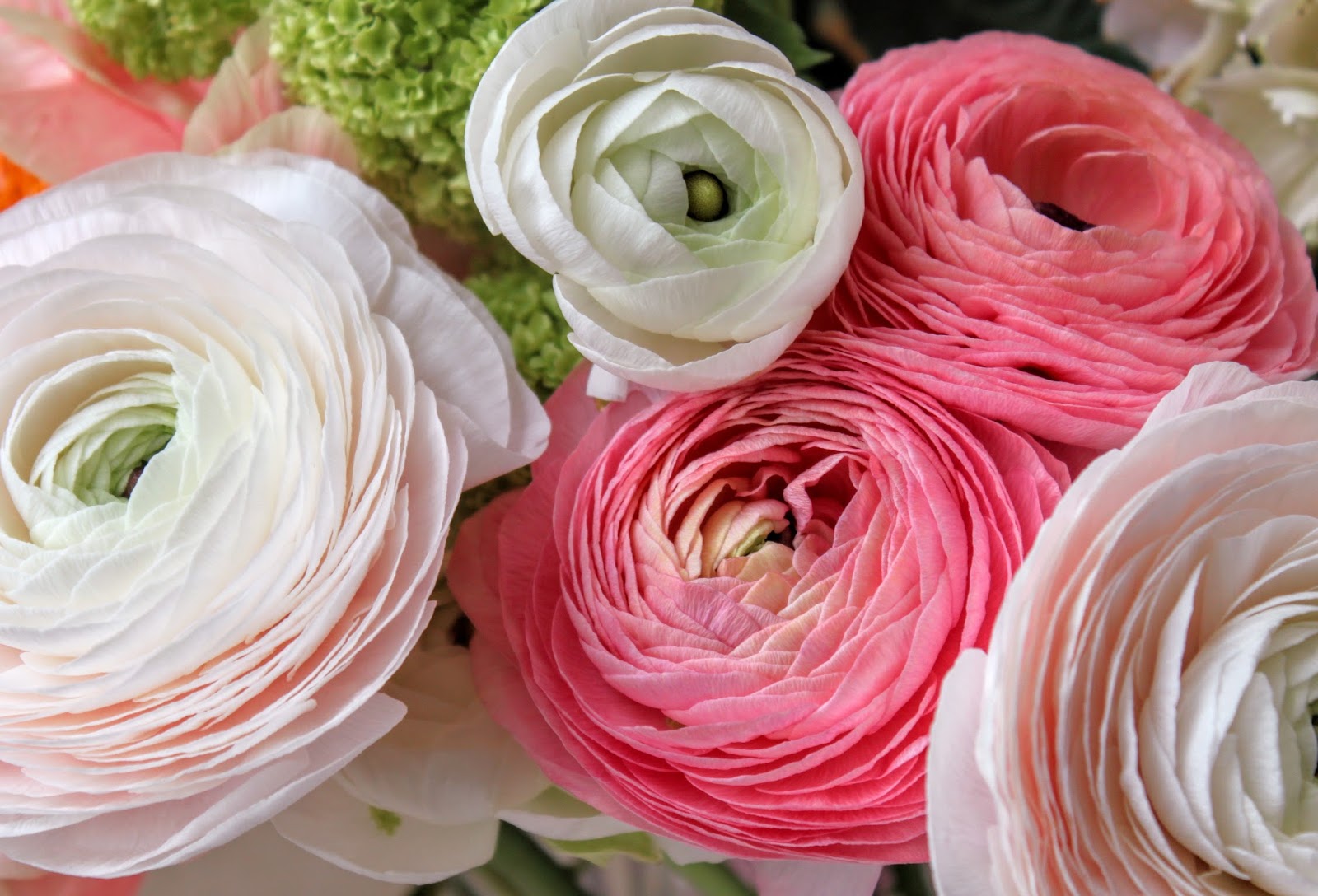 Widow S Endorphins Nowruz Ranunculus And Frogs It S The First Day Of Spring
