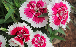 one of Dianthus variety