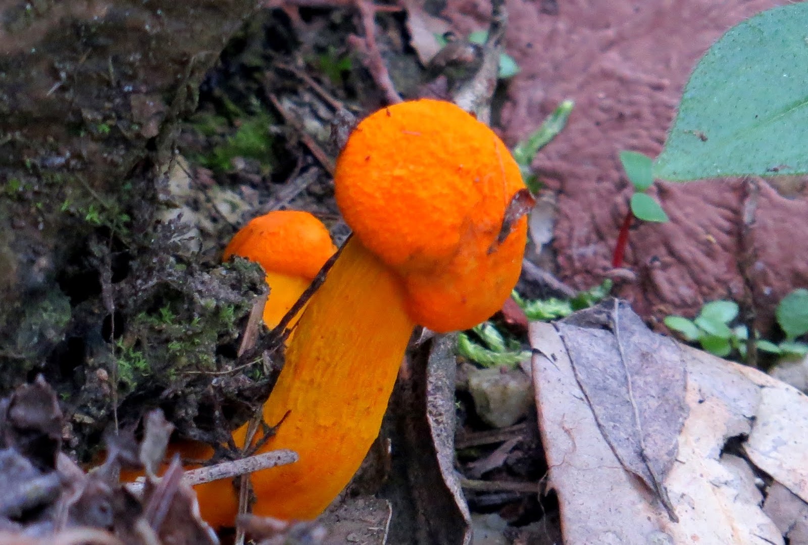 Ambrosia Whole Wheat Cardamom Cookies Atta Elaichi Cookies