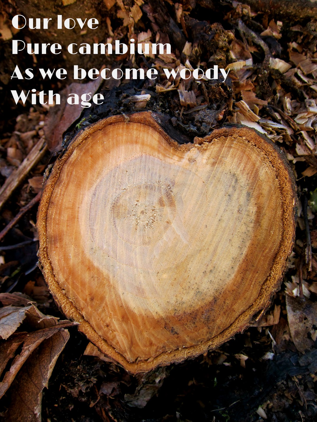 Word of the day! Fresh! Fresh! Fresh! Cambium