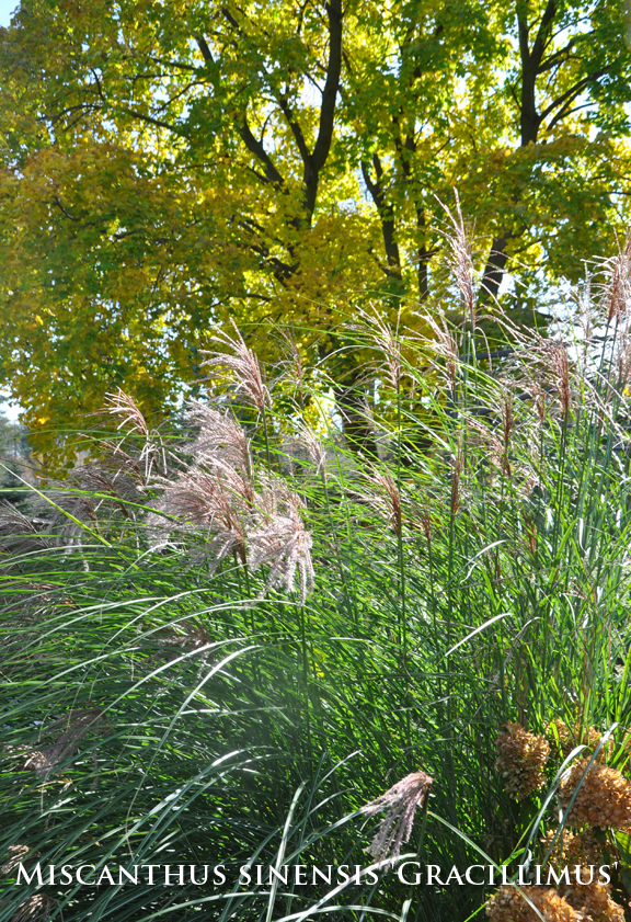 Three Dogs in a Garden Favourite Ornamental Grasses, Part 2 Cultivars Old & New