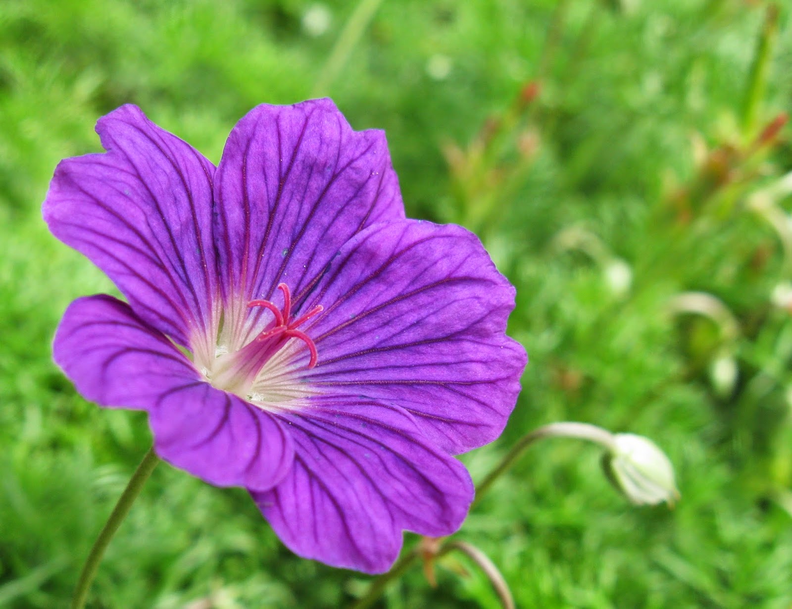 300 Wallpaper Bunga Geranium 300 Wallpaper Bunga Geranium