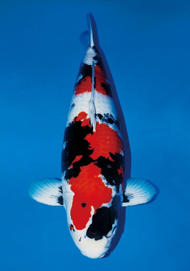 Ini Dia Harga Ikan Koi Termahal di Dunia Laku Milyaran jpg (640x913)