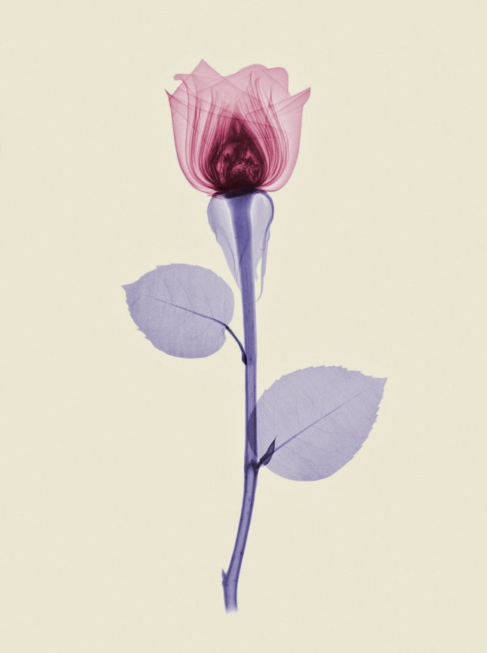 Необычные фотографии цветов от Брендана Фицпатрика