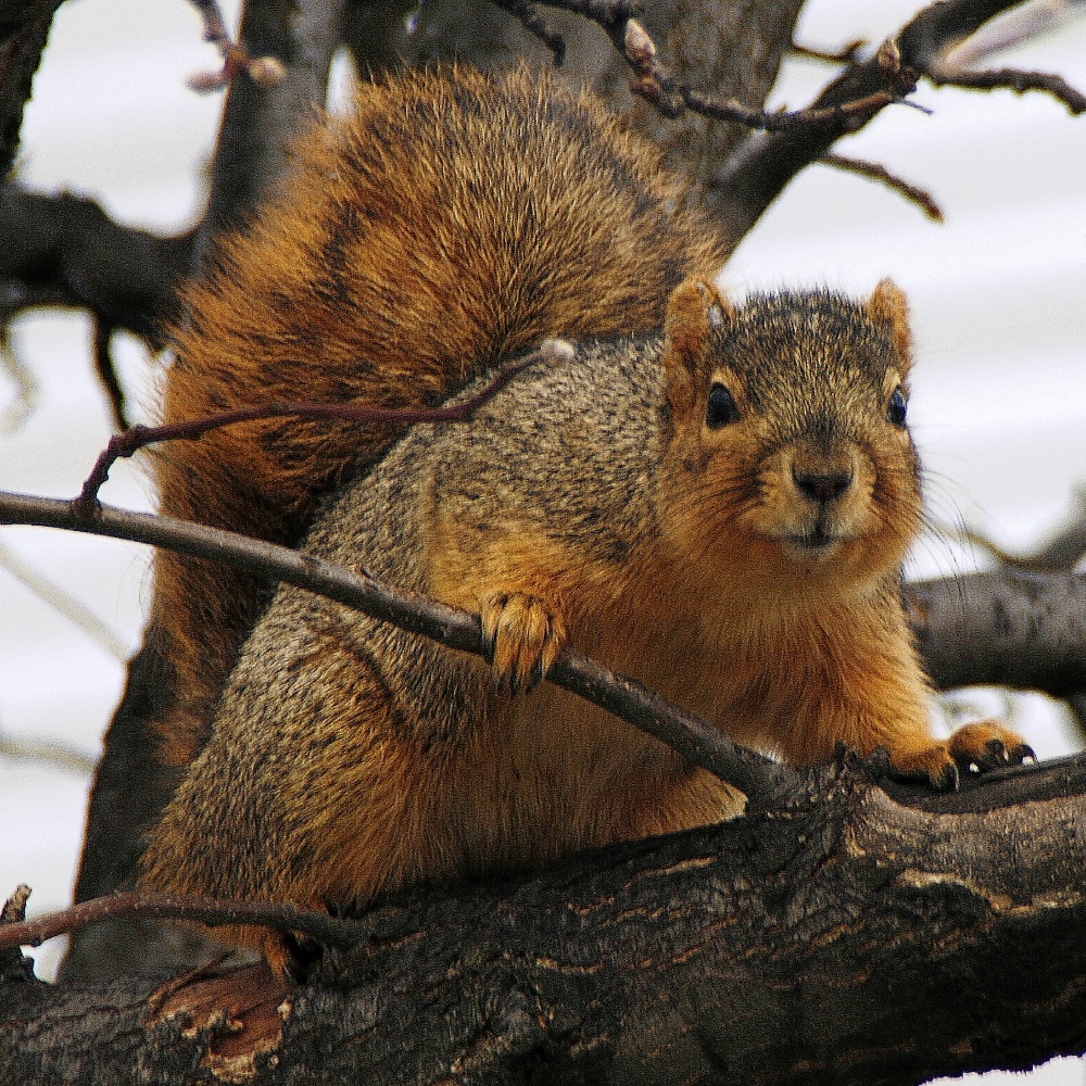 BOB CONFER'S COMMENTARY EXPLORING THE NIAGARA FRONTIER Fox squirrels