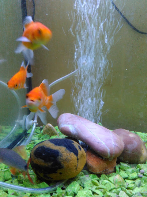 aquarium aquarium