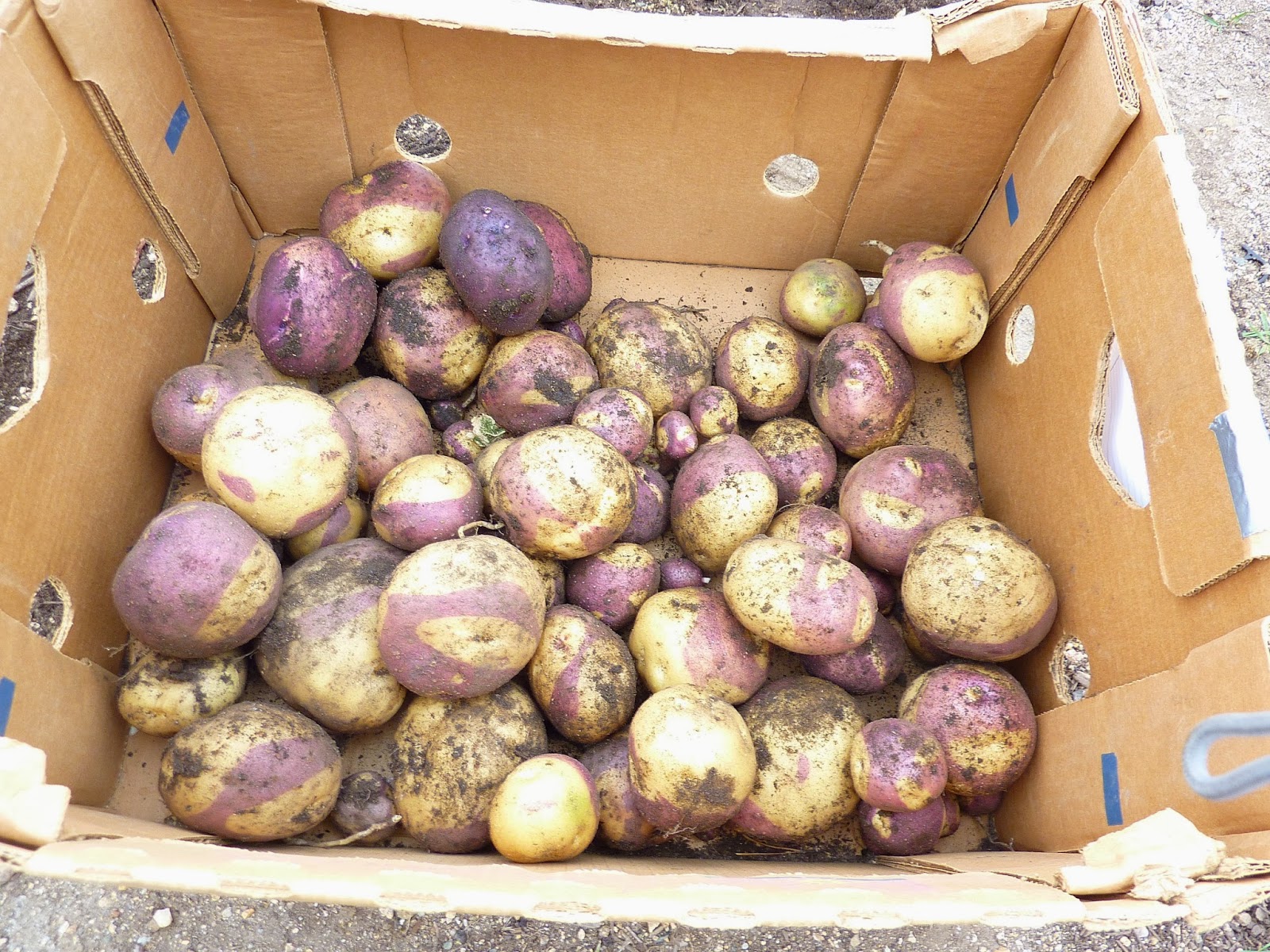 Colorado Mountain Gardener Potato Followup by Irene Shonle