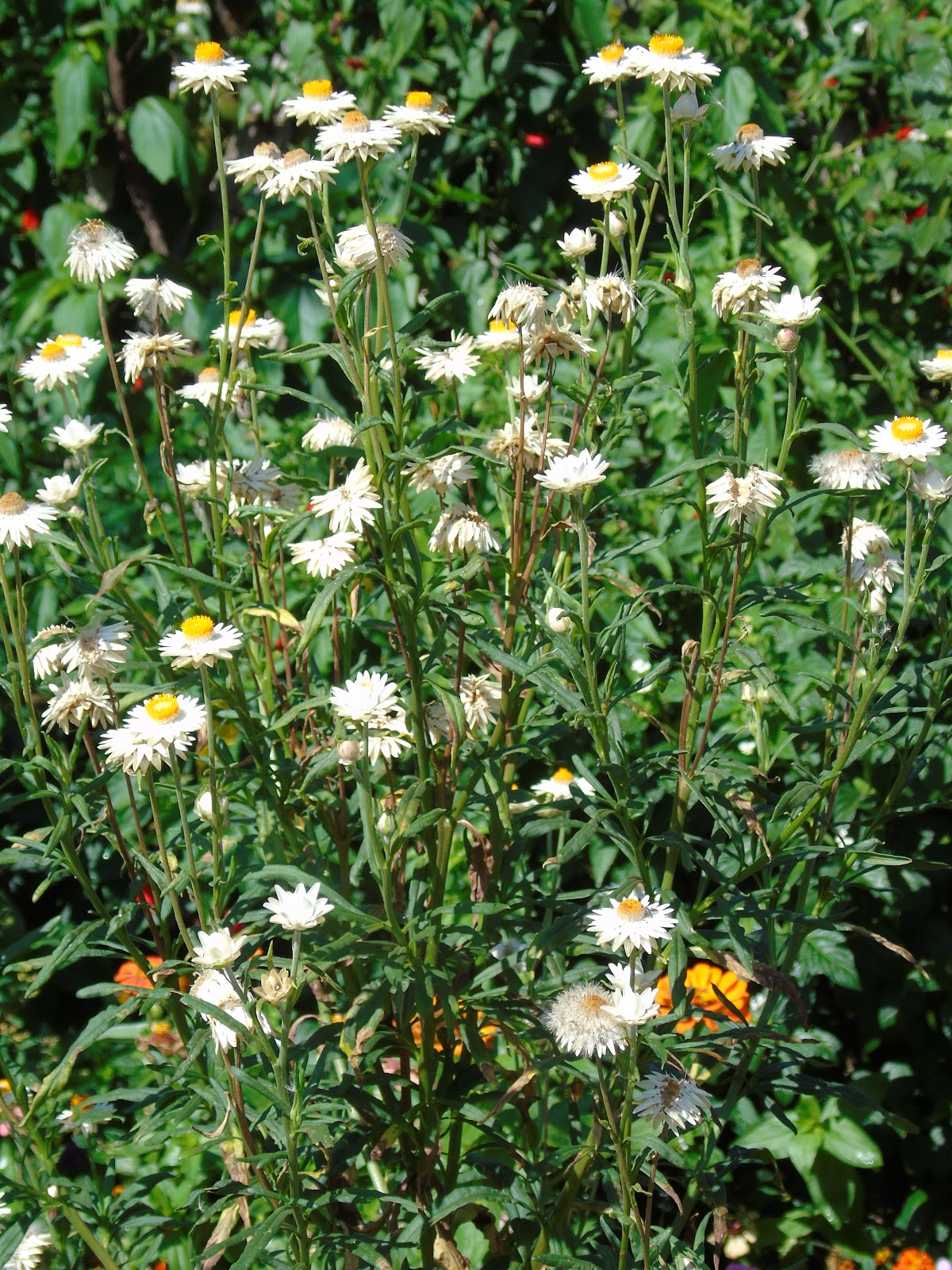 Sempre-viva (Xerochrysum bracteatum) | A planta da vez