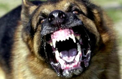 Παγκόσμια Ημέρα κατά της Λύσσας Aggressive-dog