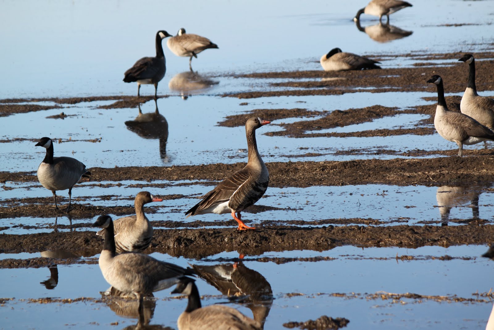 Katie's Northern Exposure Creamer's Field