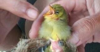 Cara Memilih Piyikan Pleci Jantan Cara Gacor