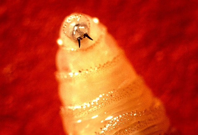 Flesh-eating Screwworms Invade Florida