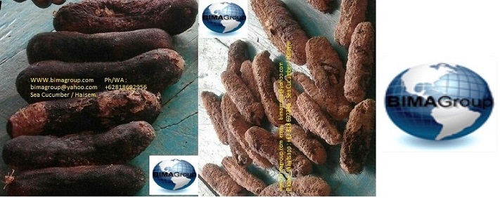 indoseacucumber : One of The Largest Supplier Dried Sea Cucumber from Indonesia