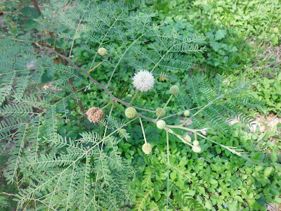 Lamtoro Flower