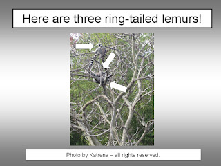How Do Ring Tailed Lemurs Protect Themselves How Do Ring Tailed Lemurs Protect Themselves