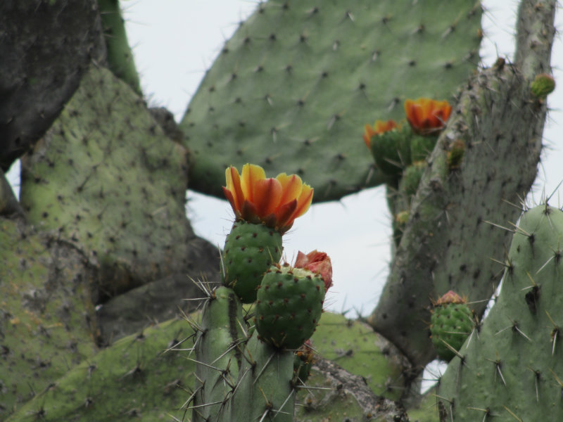 El nopal - blog 11