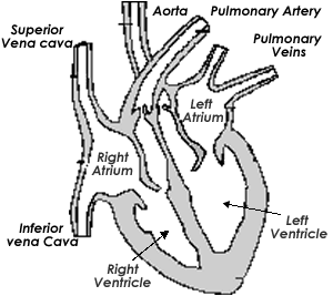 Gambar Slide Jantung Atrium Sinistra Ventrikel 21 Gambar di Rebanas