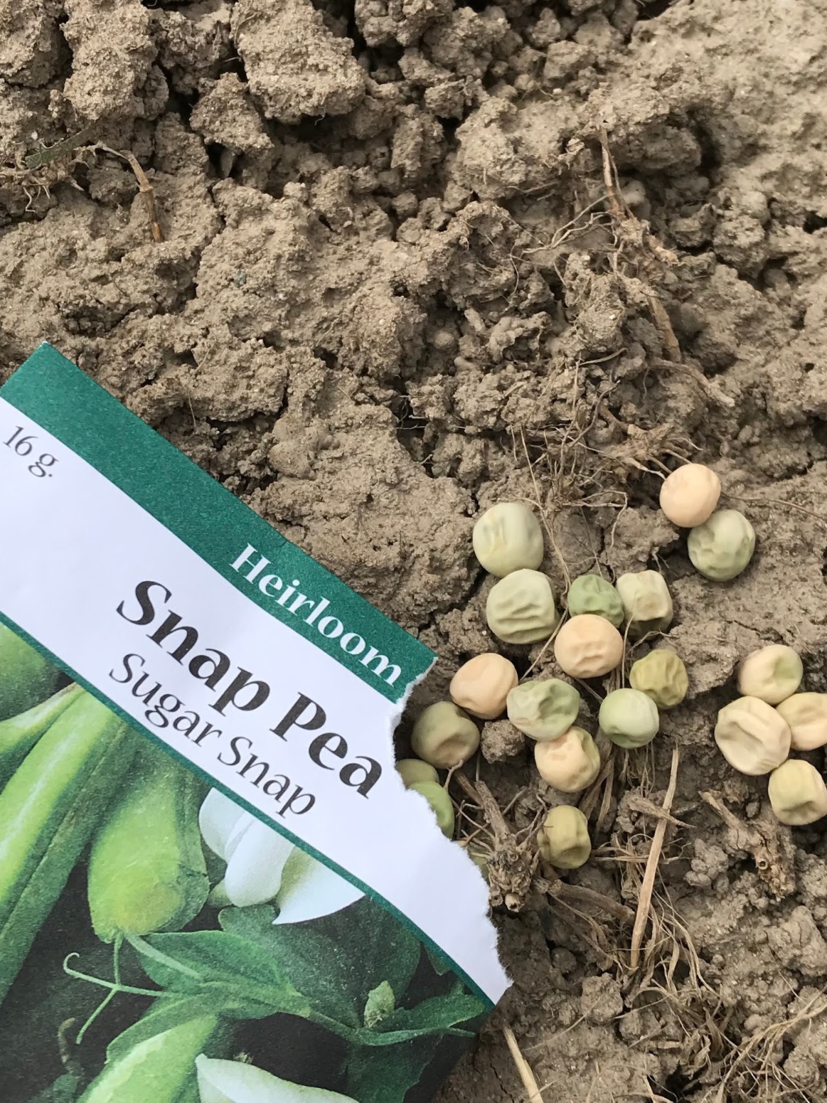 New Utah Gardener When Can I Plant Seeds For Vegetables in Utah?