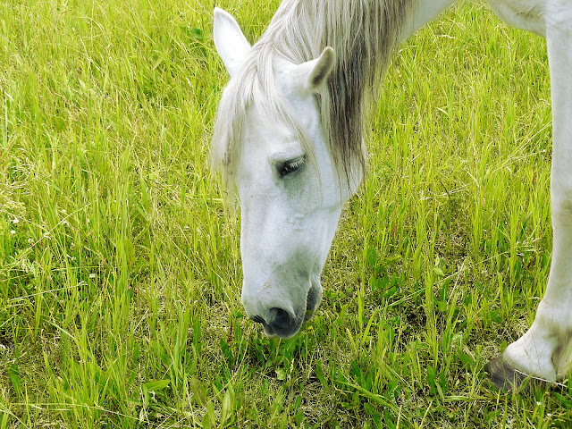 Heavenly Horses Art photography - Orlov Trotter Altay