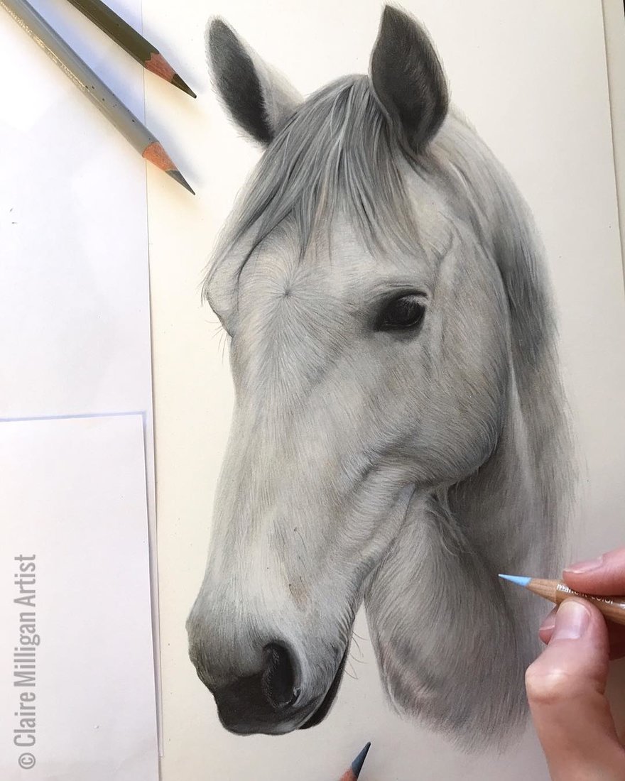 10-Nozzie-White-Horse-Claire-Milligan-Pet-Portraits-and-Wildlife-Art-www-designstack-co