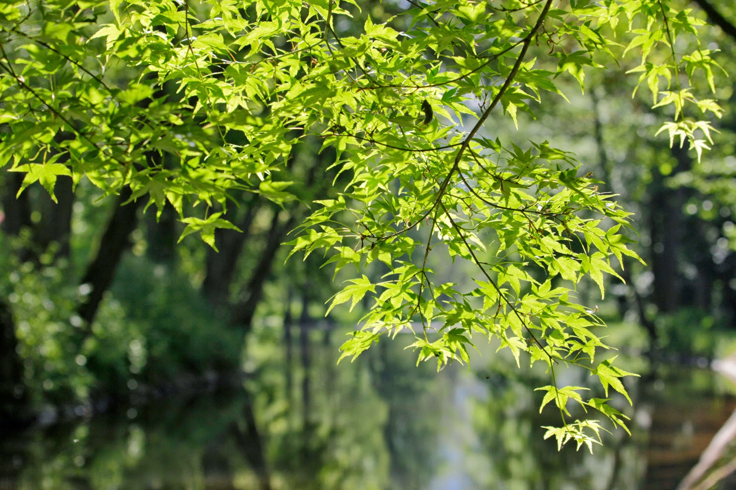 R&R.Natuurlijk Ronzon Ardennen Arboretum Robert Lenoir