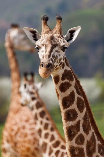 Upaya Mencegah Melindungi Flora Fauna Materi Pelajar Upaya Mencegah Melindungi Flora Fauna Materi Pelajar