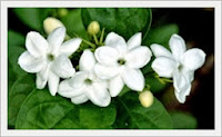 Klasifikasi Nama Latin Bunga Melati