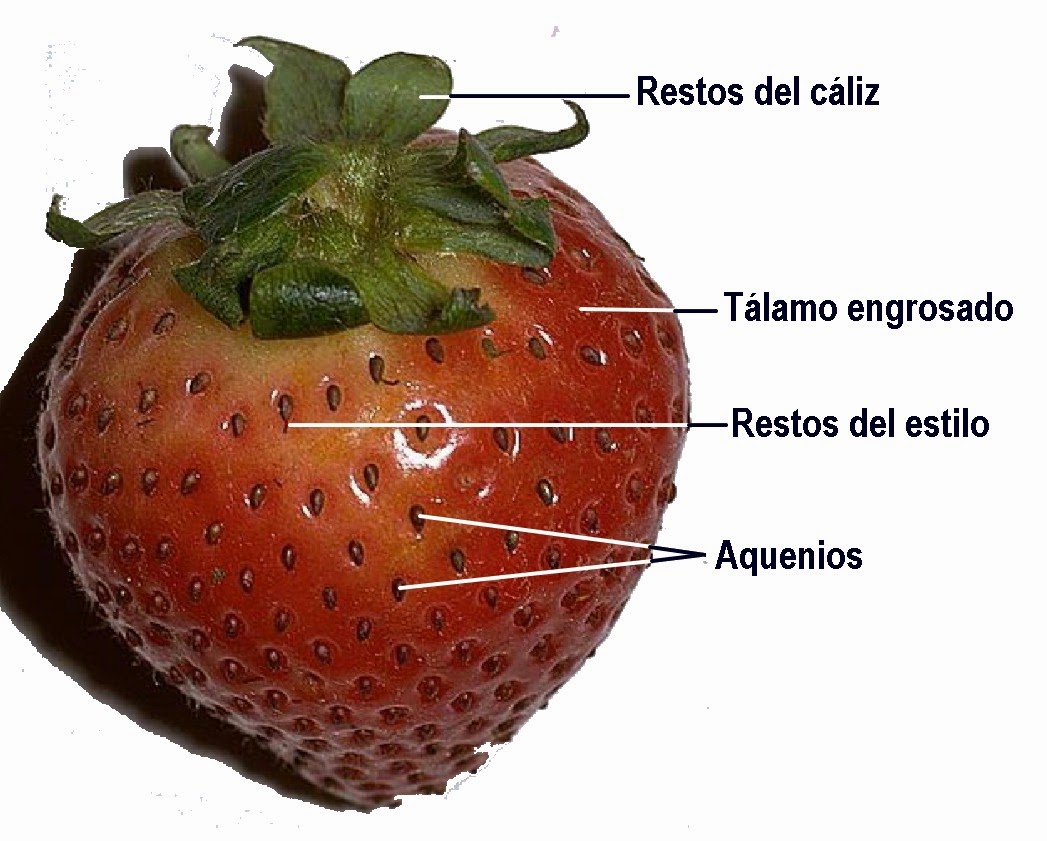 Biología y Geología 1º ESO Biología y Geología 1º ESO