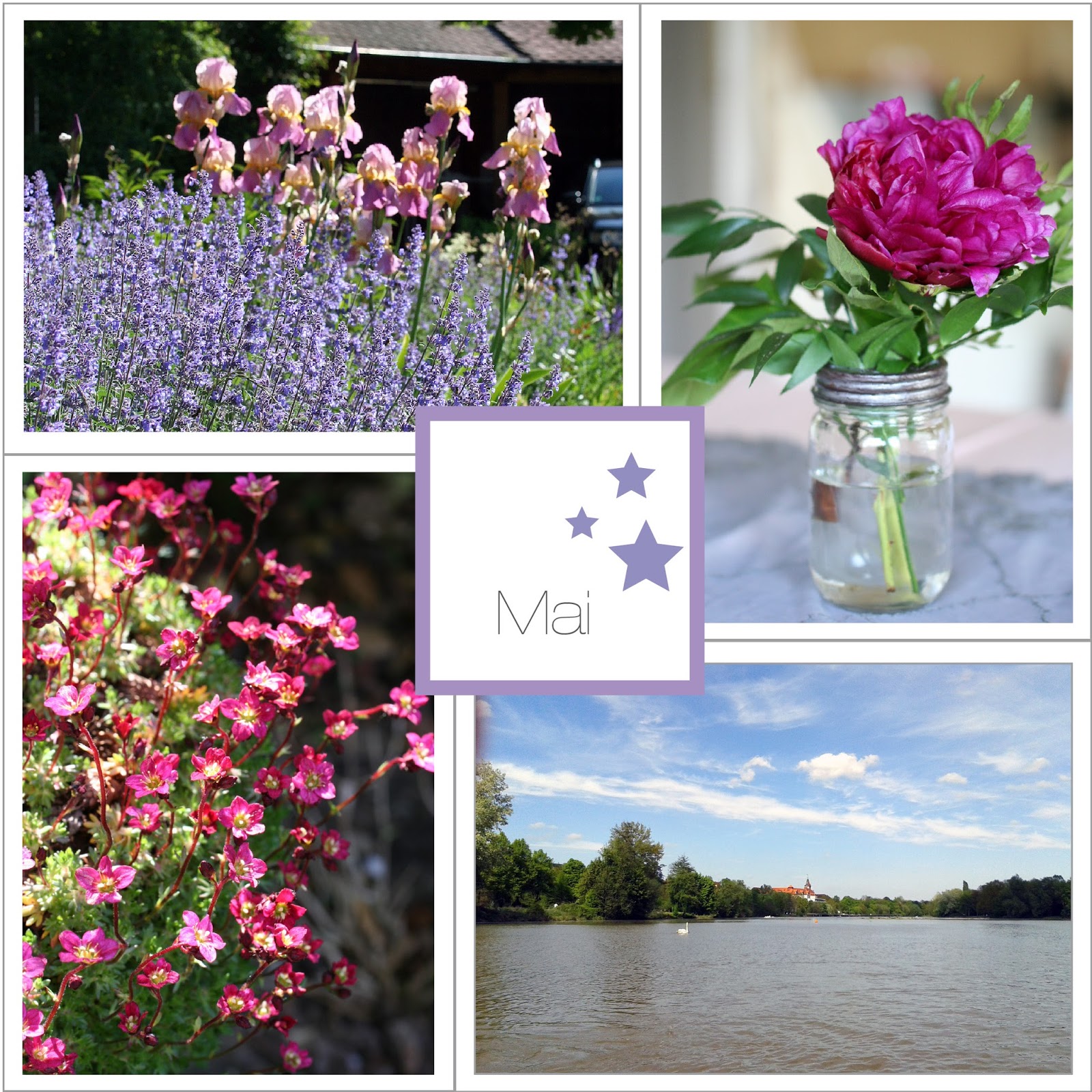 Lachwelt Taglich Was Zum Lachen Der Lustige Chewbacca Hund