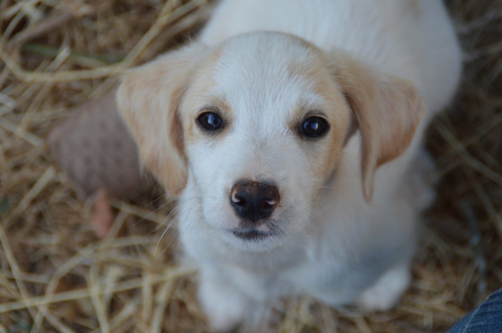 Hunde aus ZentralPortugal adoptieren Brenda